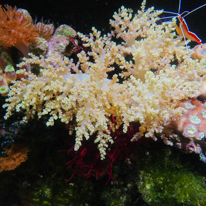 CA Champagne Bonsai Rare Nephthea Tree Soft Coral