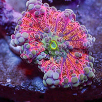 WYSIWYG Ultra Red Comet Rainbow Yuma Mushroom