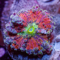 WYSIWYG Ultra Red Comet Rainbow Yuma Mushroom