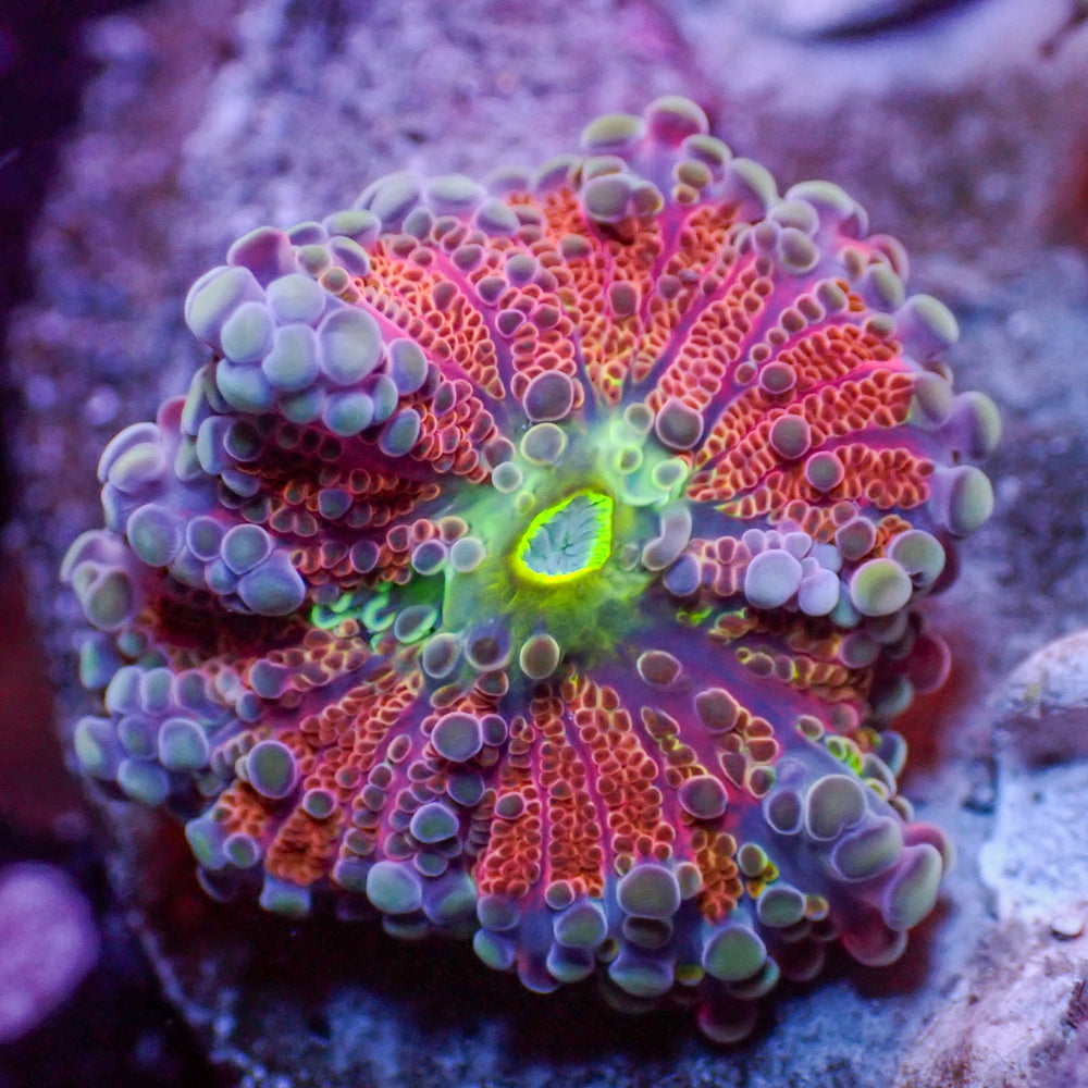 WYSIWYG Ultra Red Comet Rainbow Yuma Mushroom