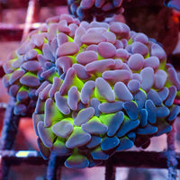 WYSIWYG Purple Tip Hammer Colony (3 Polyps)