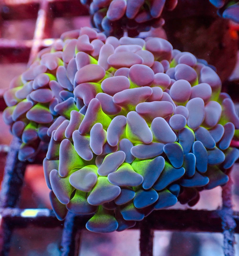 WYSIWYG Purple Tip Hammer Colony (3 Polyps)