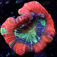 WYSIWYG Teal Splatter Red Wellso