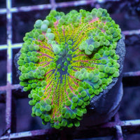 WYSIWYG Bubbly Kiwi Sunrise Yuma Mushroom