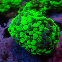 Toxic Splatter Branching Hammer
