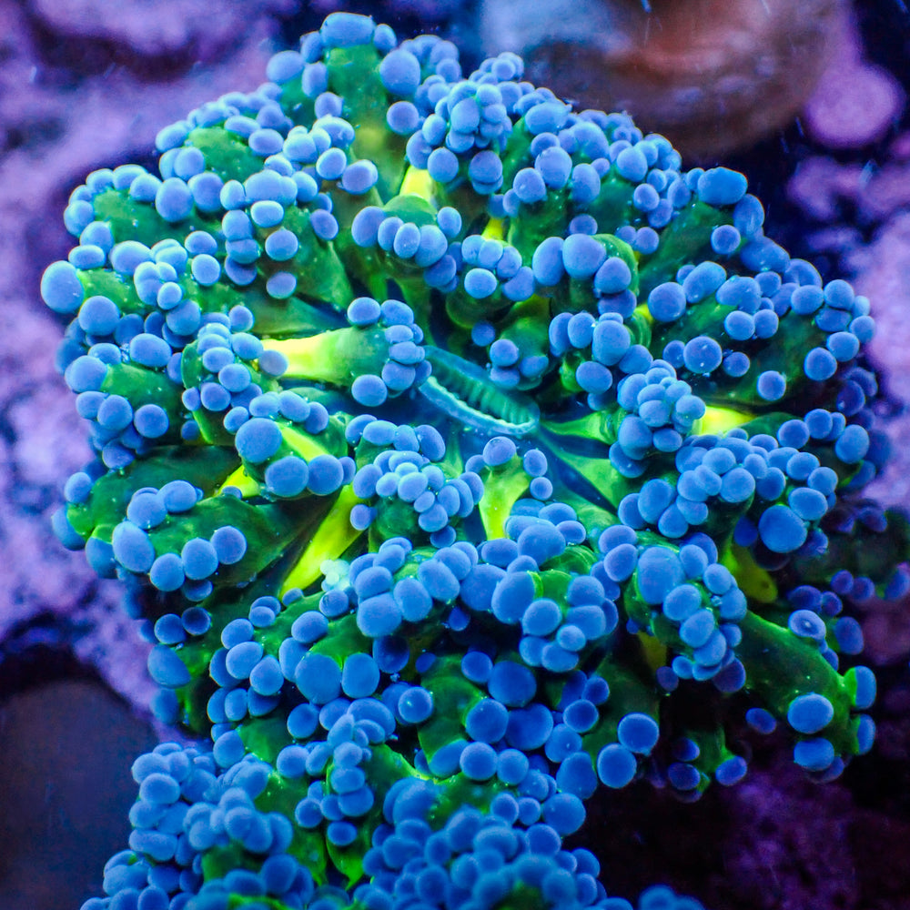 Blue Tip Yellow/Green Mouth Branching Frogspawn