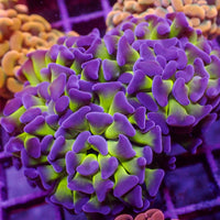 WYSIWYG Purple Tip Hammer Colony (3 Polyps)