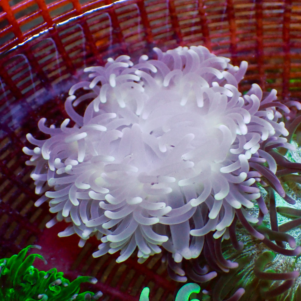 WYSIWYG White Lotus Long Tentacle Anemone (2-3