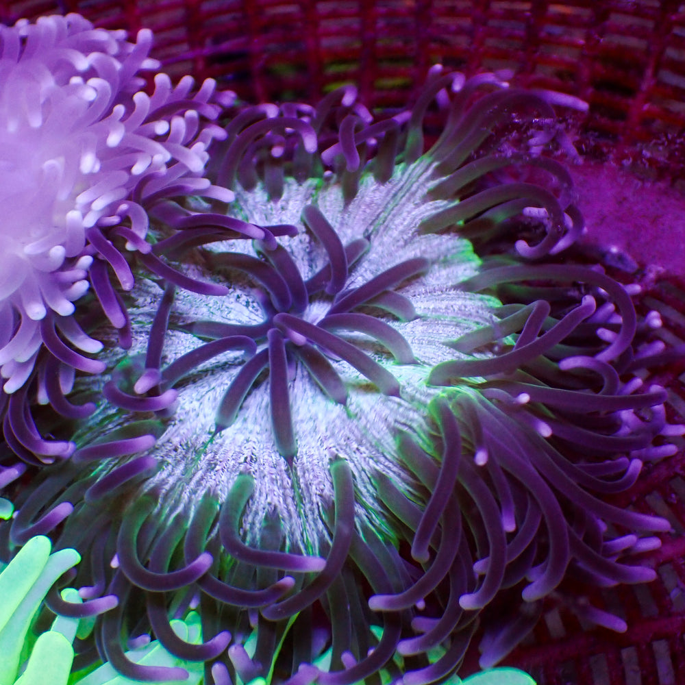 WYSIWYG Purple Splatter Long Tentacle Anemone (3-6”)