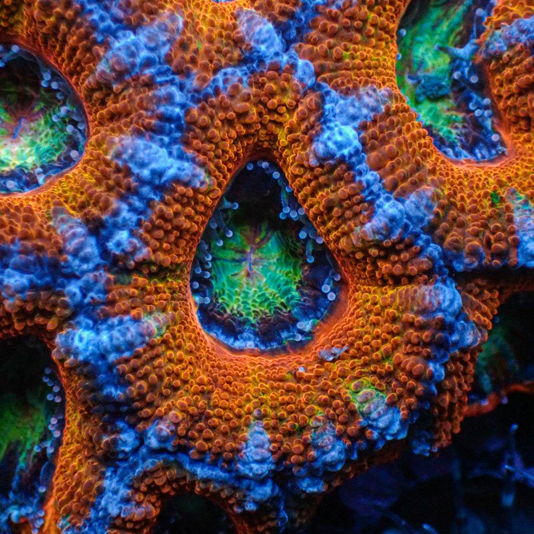Ultra Rainbow Prism Eye Acans (2-3 Polyps) - Corals Anonymous