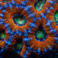 Ultra Rainbow Prism Eye Acans (2-3 Polyps)
