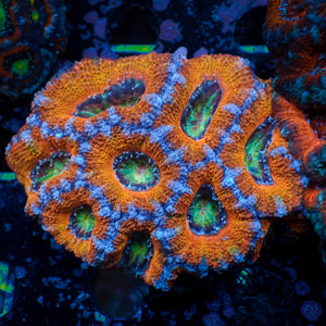 Ultra Rainbow Prism Eye Acans (2-3 Polyps)