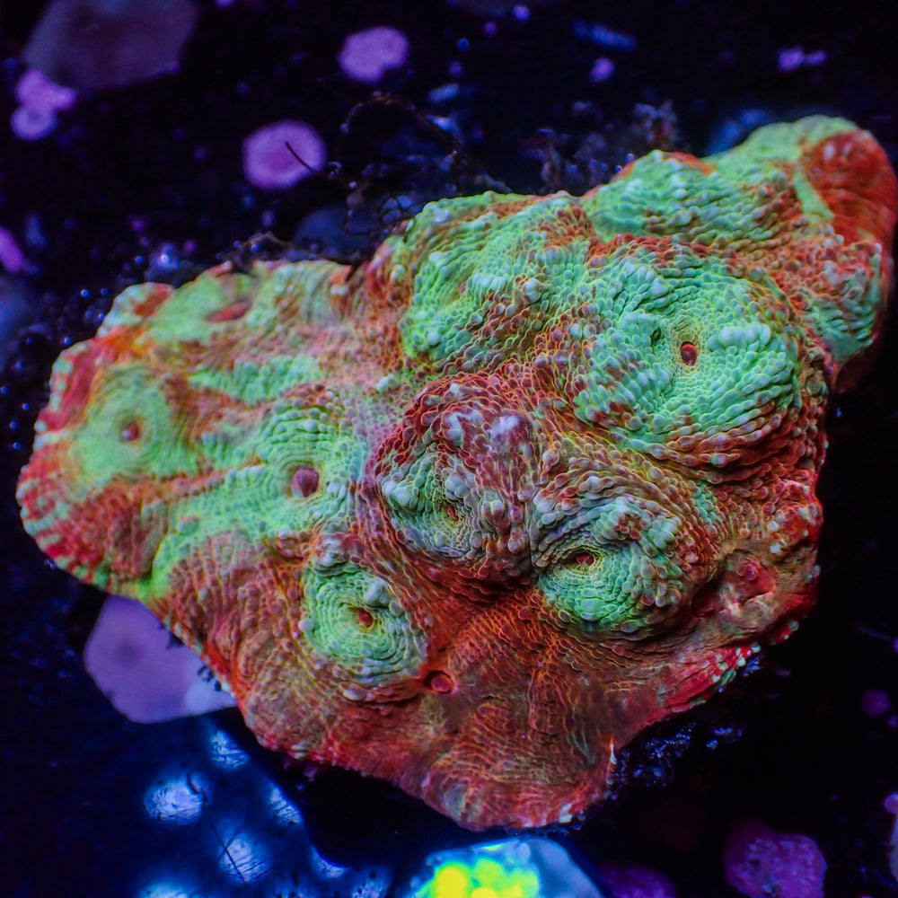 WYSIWYG Inferno Crush Chalice Colony (2-3