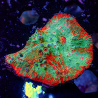 WYSIWYG Ultra Superman Chalice Colony (2-3")