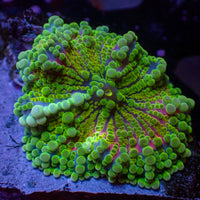 WYSIWYG Bubbly Kiwi Sunrise Yuma Mushroom