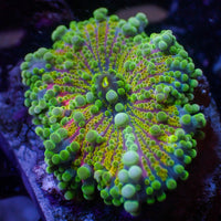 WYSIWYG Bubbly Kiwi Sunrise Yuma Mushroom