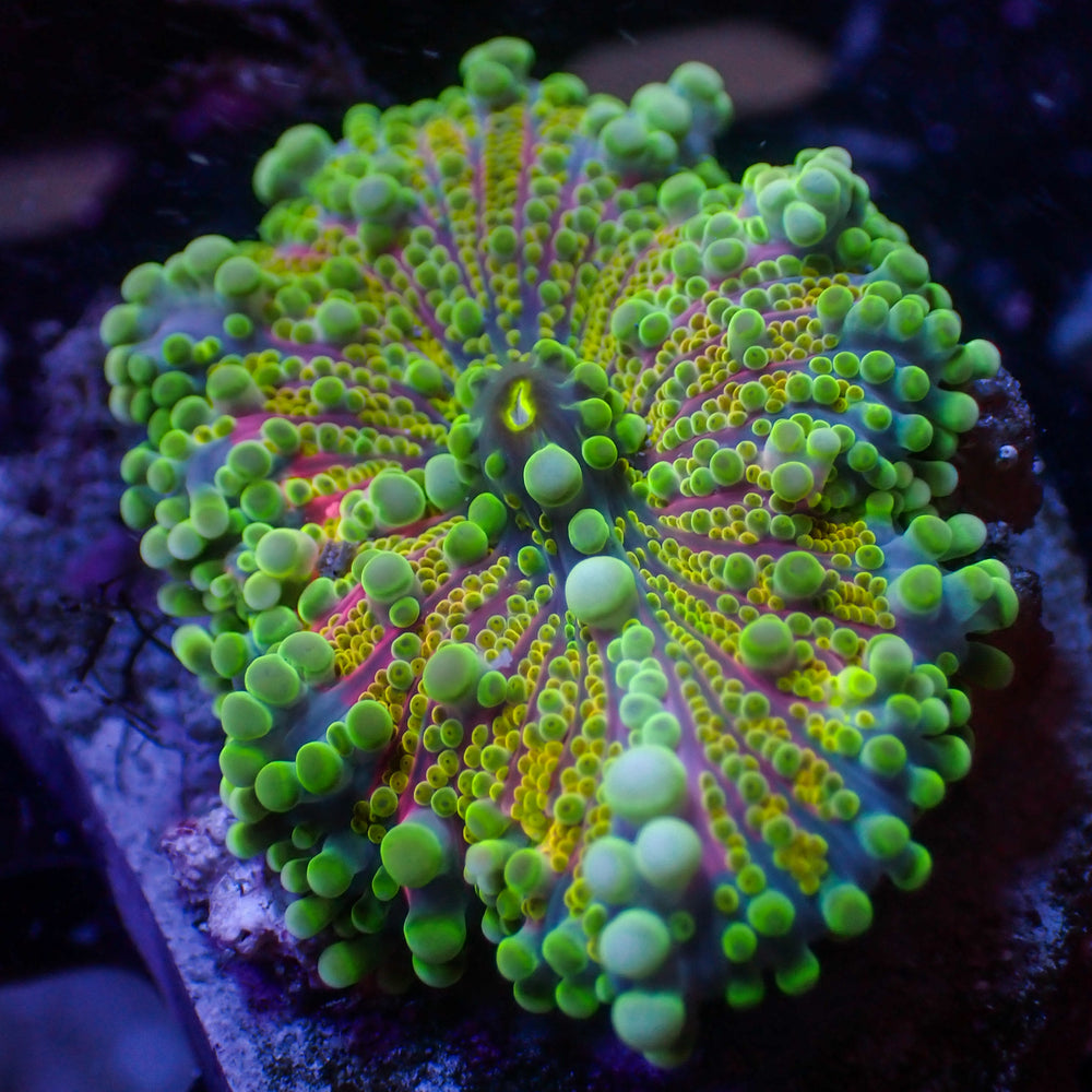 WYSIWYG Bubbly Kiwi Sunrise Yuma Mushroom