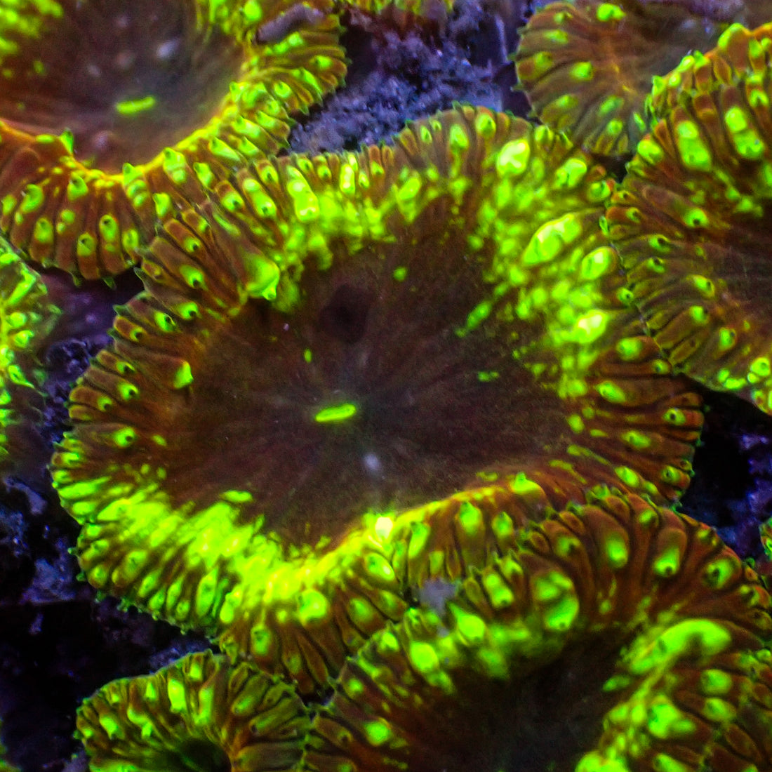 Meltdown Blastomussa - Corals Anonymous
