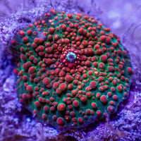 WYSIWYG Blood Interstellar Discosoma Mushroom