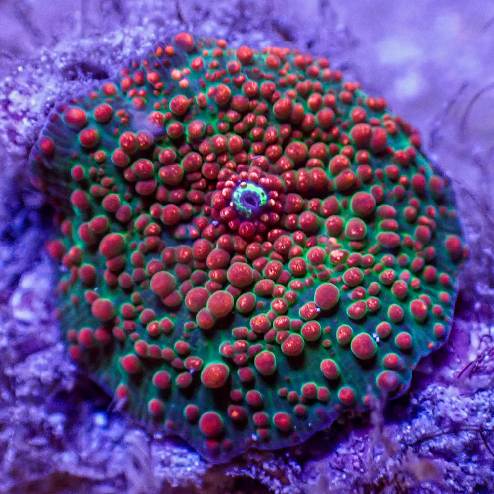 WYSIWYG Blood Interstellar Discosoma Mushroom