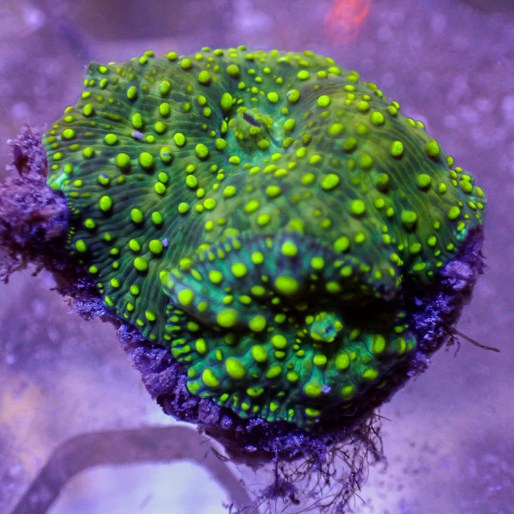 WYSIWYG Yellow Spotted Green Discosoma Mushroom Combo (2 Polyps)
