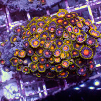 WYSIWYG Blowpop Zoa Colony