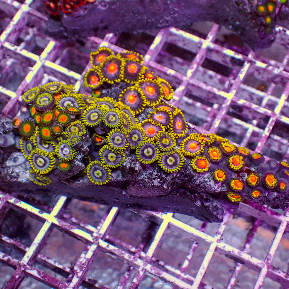 WYSIWYG Rainbow Zoa Combo Colony
