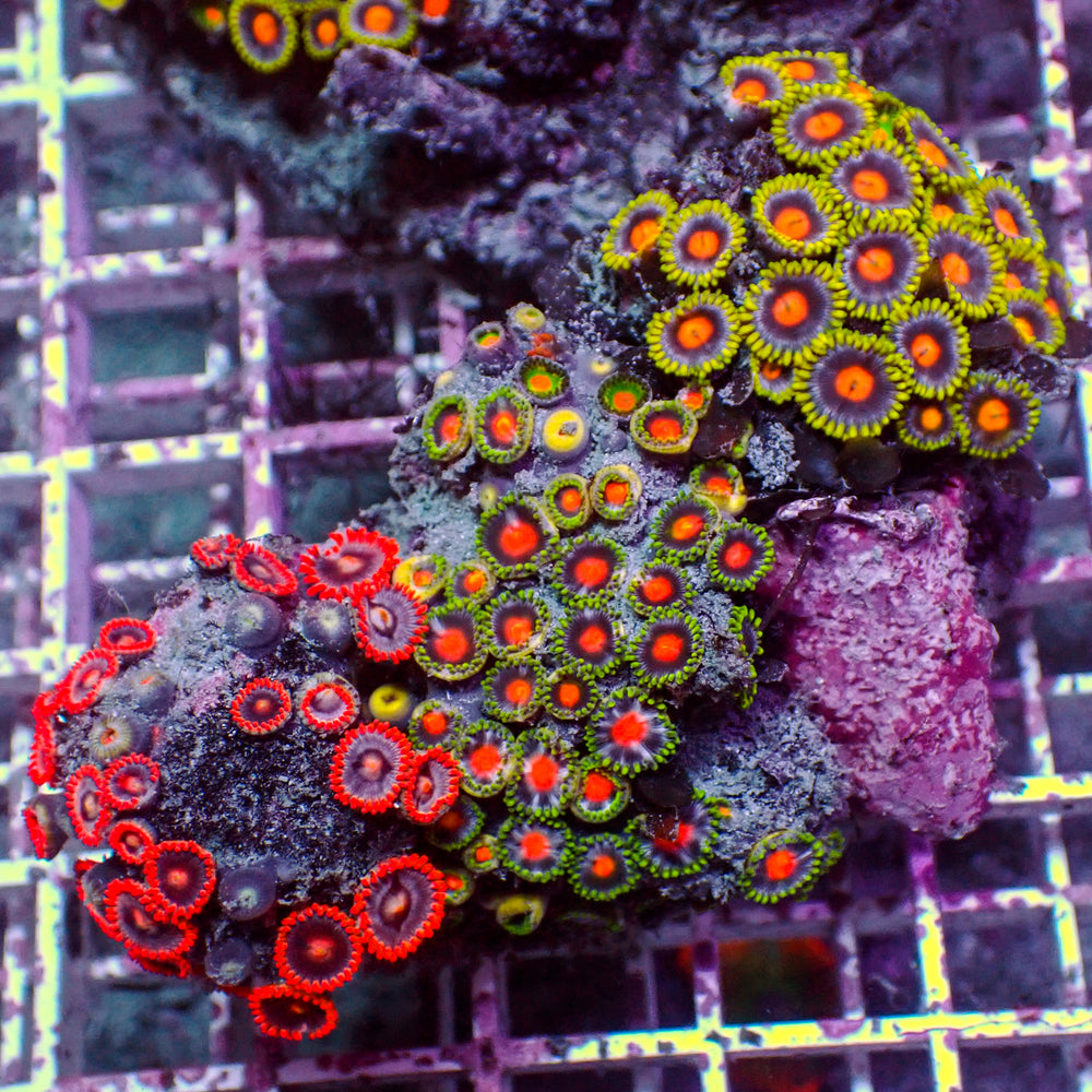 WYSIWYG Rainbow Zoa Combo Colony