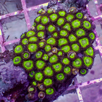 WYSIWYG Mean Green Zoa Colony