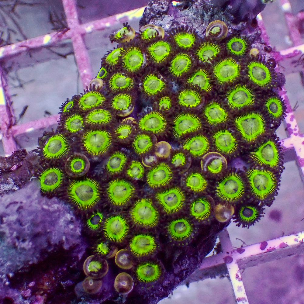 WYSIWYG Mean Green Zoa Colony