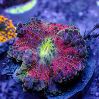 WYSIWYG Ultra Pink Passion Yuma Mushroom