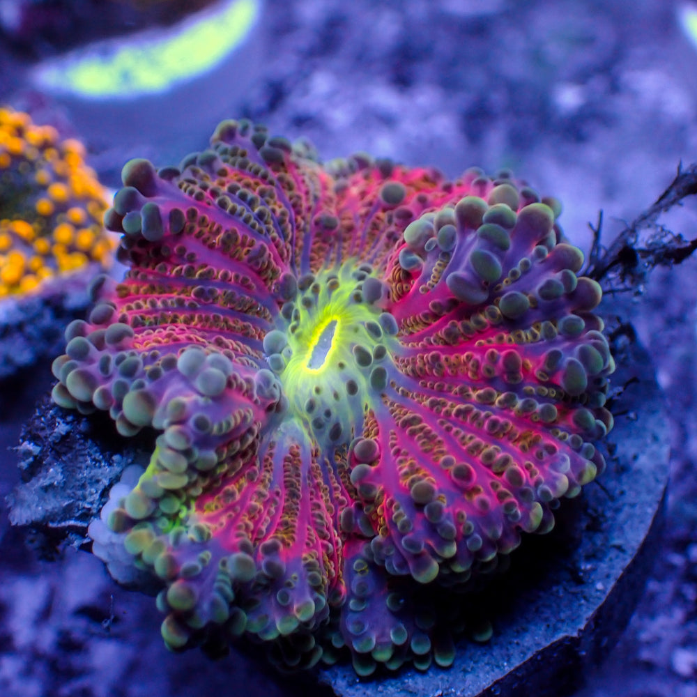 WYSIWYG Ultra Pink Passion Yuma Mushroom