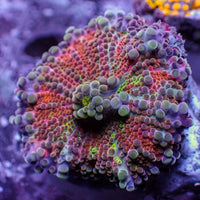 WYSIWYG Ultra Red Comet Rainbow Yuma Mushroom