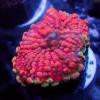 WYSIWYG Bubbly Strawberry Pink Yuma Mushroom