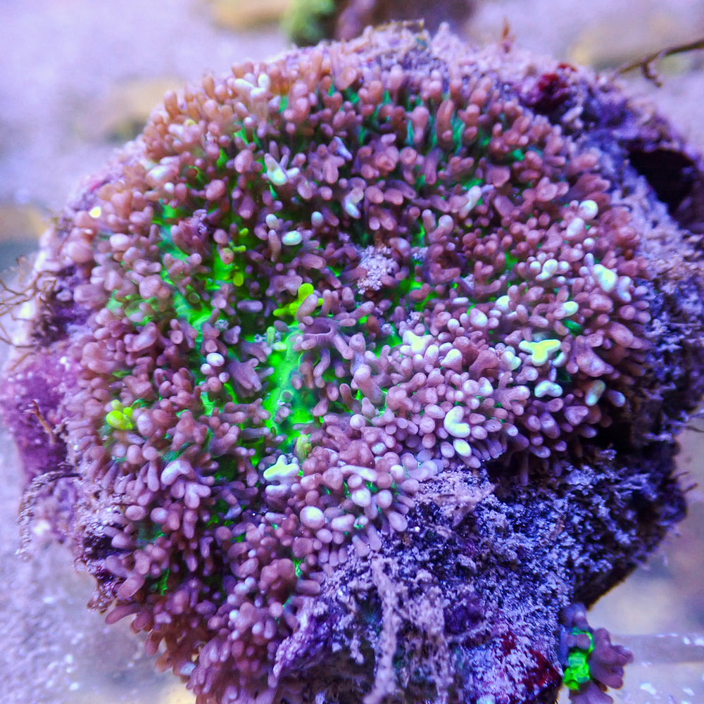 WYSIWYG Nuclear Green Magic Carpet Mushroom (1-2