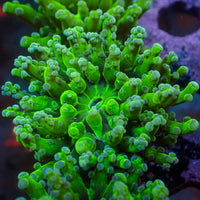 Green Branching Frogspawn
