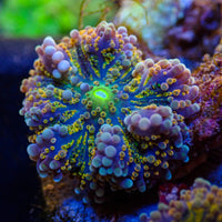 Static Shock Yuma Mushroom