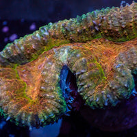 Multicolor Orange Lobophyllia (2.5-3”)