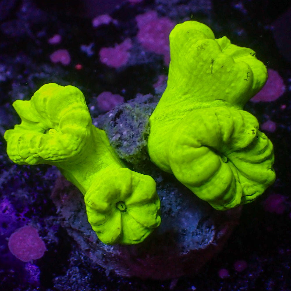 WYSIWYG Kryptonite Candy Cane Colony (4 Polyps)