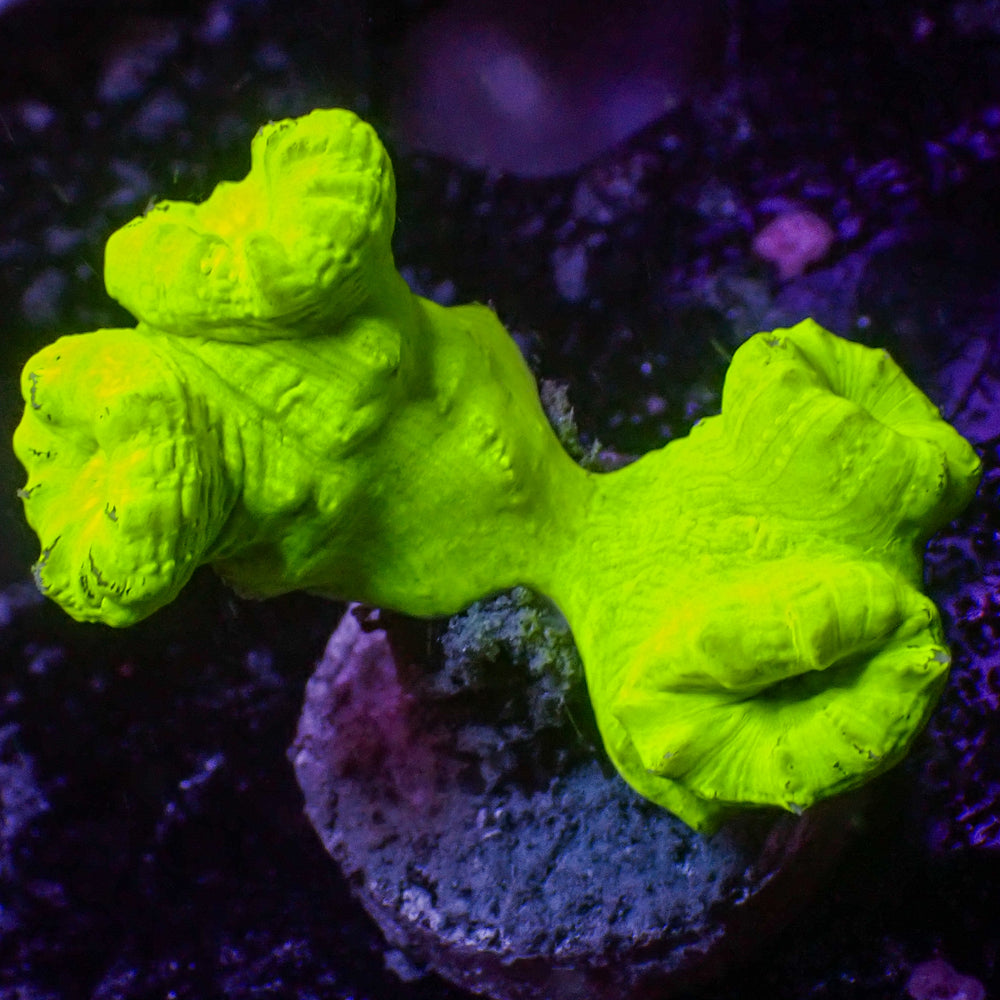 WYSIWYG Kryptonite Candy Cane Colony (4 Polyps)