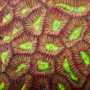 Trojan Favites (2-3 Polyps)