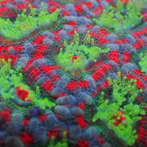 Christmas Peppermint Acan (2-3 polyps)