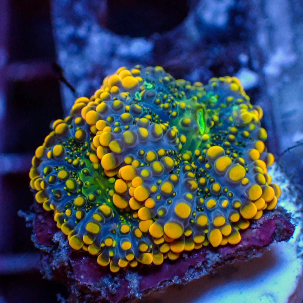 WYSIWYG Indo Electric Blue Yuma Mushroom Combo (2 Polyps)