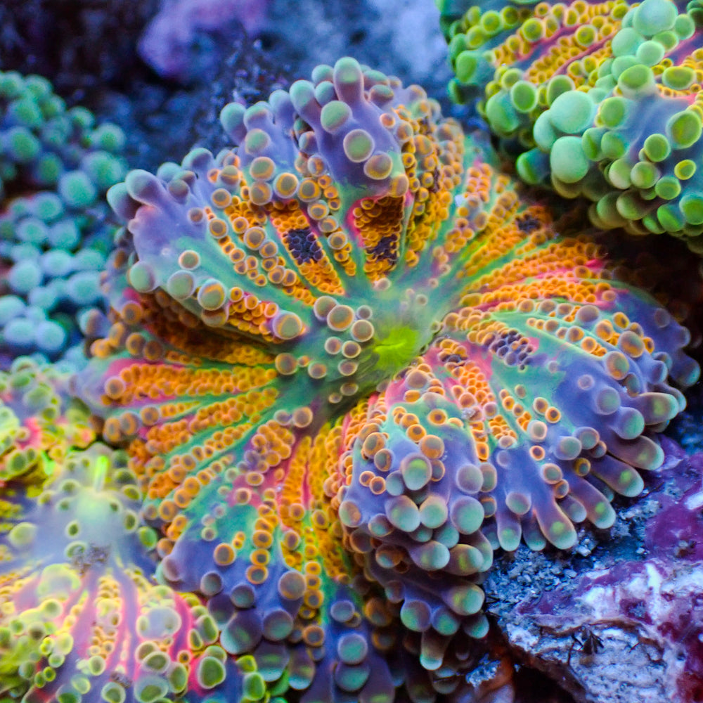 WYSIWYG Ultra Rainbow Fairy Dust Yuma Mushroom