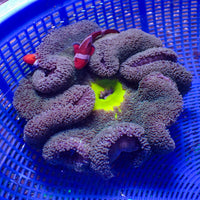 WYSIWYG Neon Green Mouth Purple Haddoni Carpet Anemone (6-8")