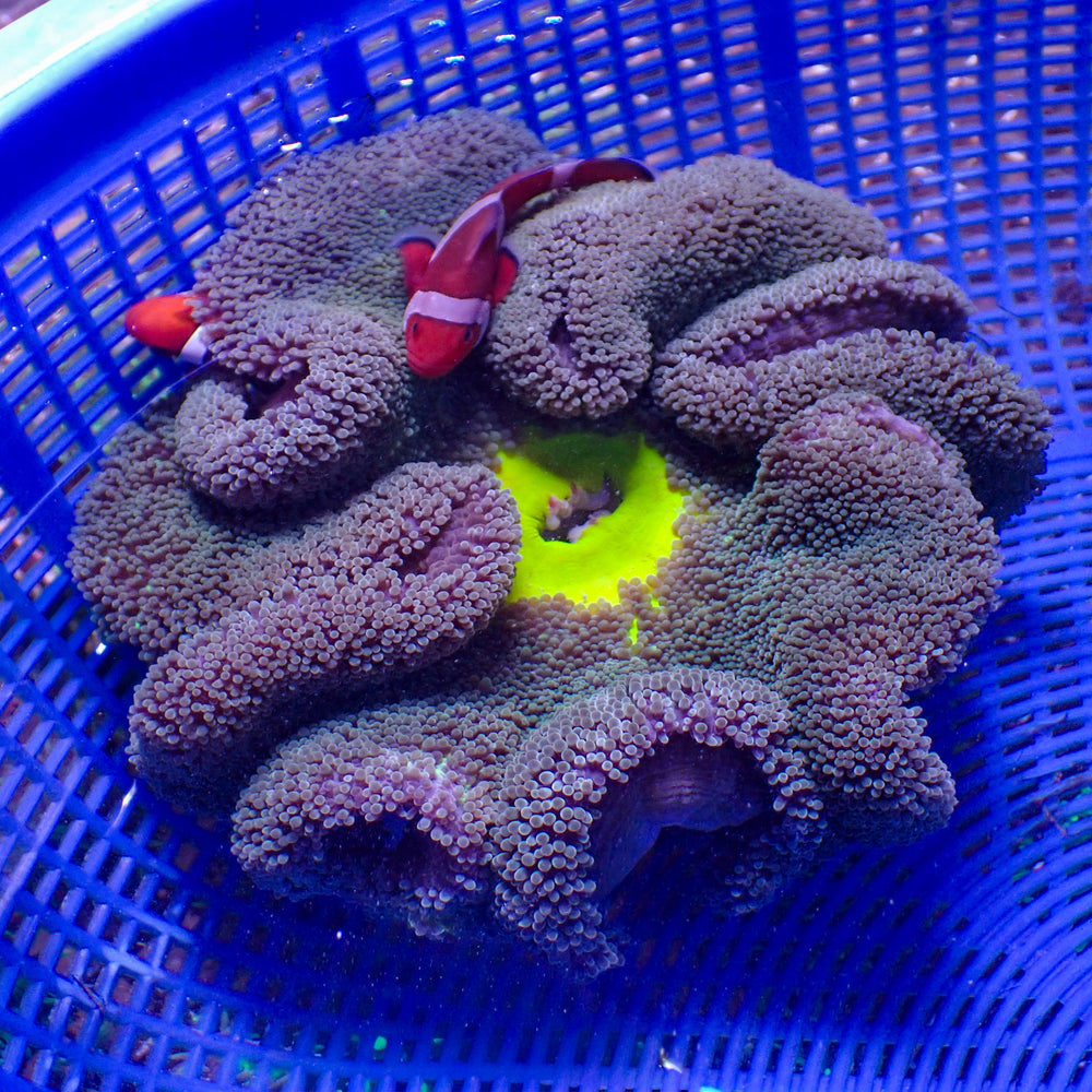 WYSIWYG Neon Green Mouth Purple Haddoni Carpet Anemone (6-8