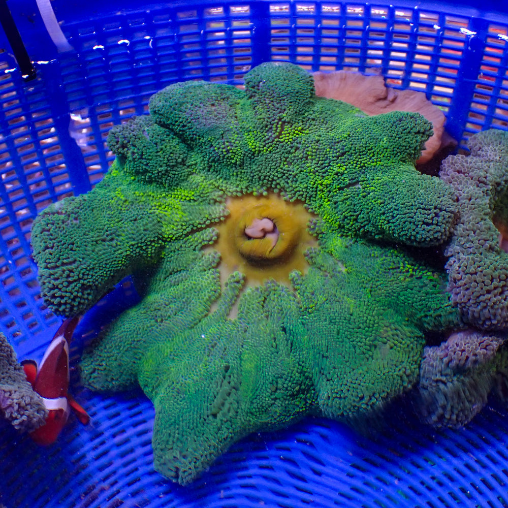 WYSIWYG Yellow Splatter Haddoni Carpet Anemone (5-7