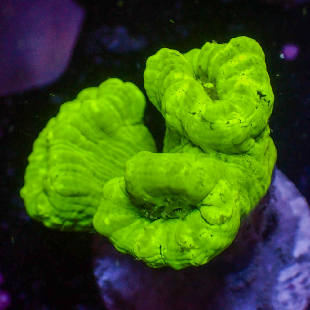 WYSIWYG Kryptonite Candy Cane Colony (3 Polyps)