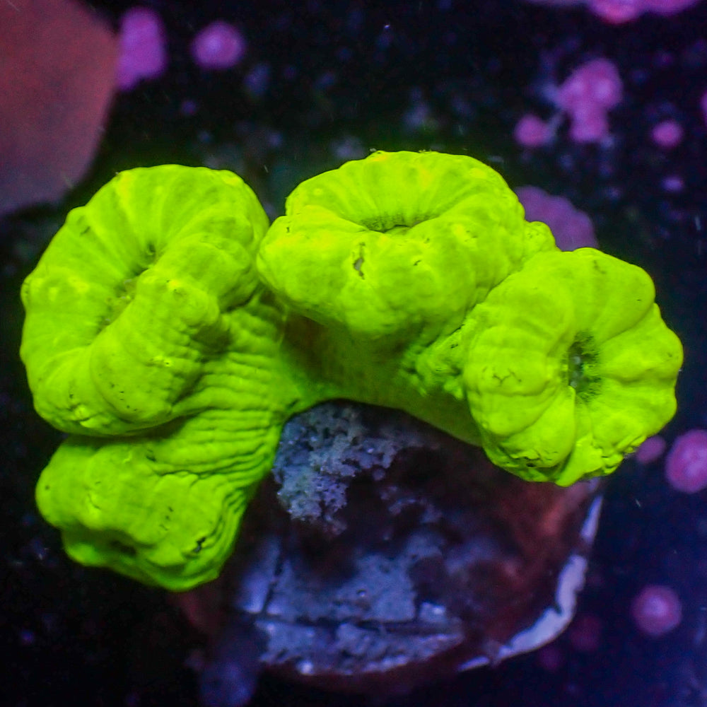 WYSIWYG Kryptonite Candy Cane Colony (4 Polyps)