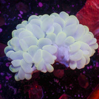 WYSIWYG Sky Blue Lotus Bubble Coral (3-4")